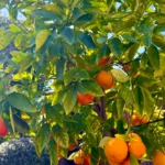 Orange Tree