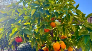 Orange Tree