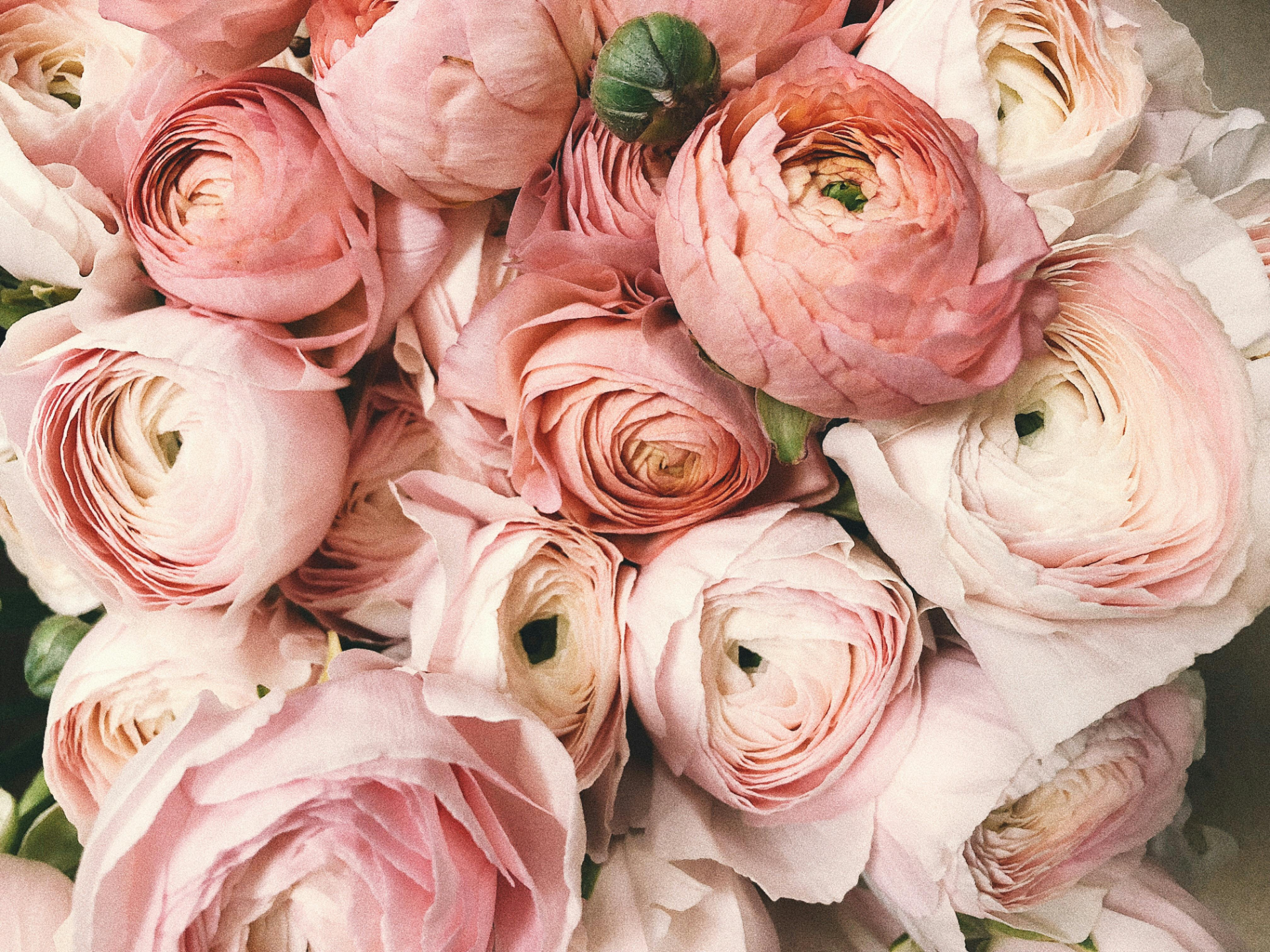 pexels secret garden 333350 931177